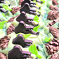Into the Woods Artisan Soap