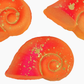 Conch Shell Bath Bomb